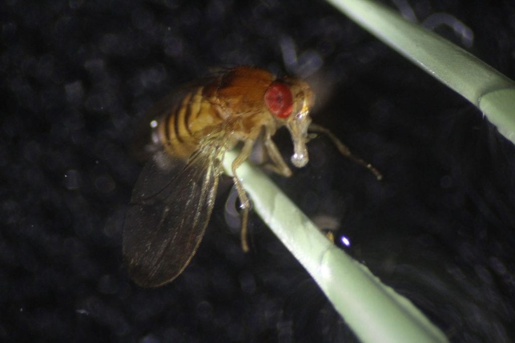 Close up of a fly