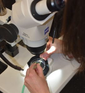 Student dissecting a fly under a microscope